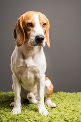 Beagle dog sits against grey background