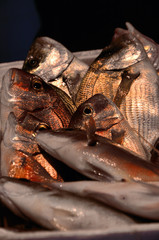 Variety of fresh fish seafood