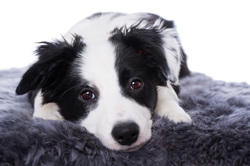 Fototapeta premium Entspannter Border Collie Welpe