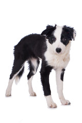 Stehender Boder Collie Welpe isoliert auf weißem Hintergrund