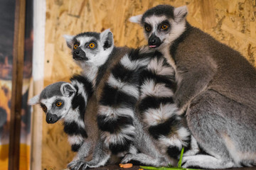three lemurs look at the frame