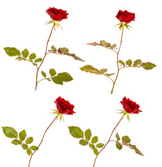A flower of a red rose with a stem and leaves on a white isolated background. Close-up. Space for text. Background. set, collection.