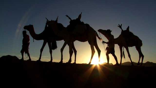 kleine Kamel Karawane zieht auf Dünenkamm als schwarze Silhouette vor untergehender Sonne