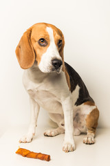 Dog Beagle sad eyes sits on a white background