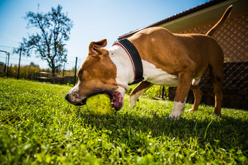 American Staffordshire Terrier Amstaff dog play in a garden