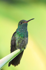 Hummingbird with yellow background