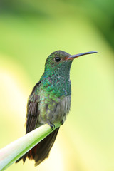 Hummingbird with yellow background