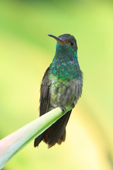 Hummingbird with yellow background