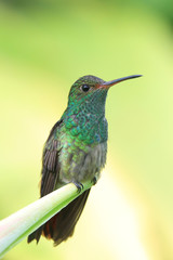 Hummingbird with yellow background