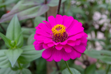 Bright pink flowers