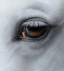 Side view closeup of eye of light gray horse