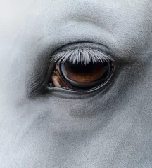 Fotobehang Side view closeup of eye of light gray horse © Kseniya Abramova