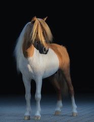American Miniature Horse with long white mane and gold forelock.
