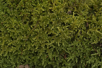 Close up of a moss texture