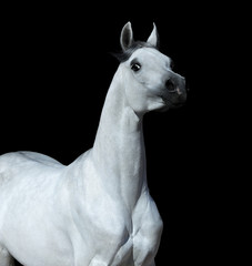 Obraz na płótnie Canvas Graceful statuary stallion looking at camera. Arabian horse on black background.