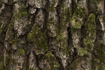 Close up of a tree bark with moss on it