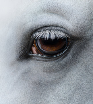 Side View Closeup Of Eye Of Light Gray Horse