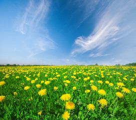 Yellow flowers field under blue cloudy sky