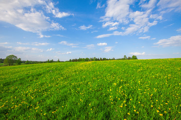 Yellow flowers field under blue cloudy sky