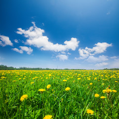 Fototapeta premium Yellow flowers field under blue cloudy sky