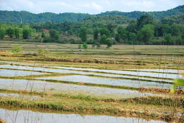 Fototapeta na wymiar Rice paddy fields near the Plain of Jars archaeological site. The fields conceal a hidden danger from unexploded bombs from the Vietnam War which still kill and injure many to this day.