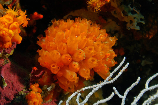 Stolonica socialis 781_091