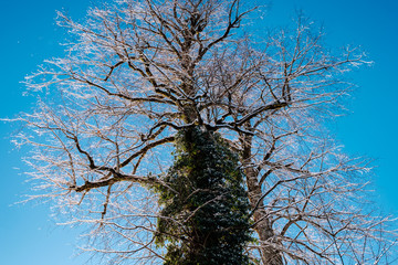 Baum