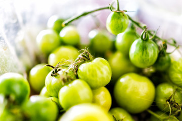 Macro closeup of many small unripe green tomatoes on vine from garden in plastic container