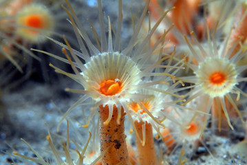 Parazoanthus axinellae 824_144 © JCMorenoR