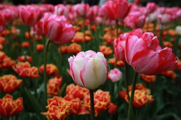 Colourful tulis in Kenkenhof gardens in Holland.