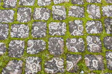 Flechten auf Pflastersteinen