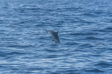 Fototapeta premium Pan tropical spotted dolphin, dolphin jumping in blue sea 
