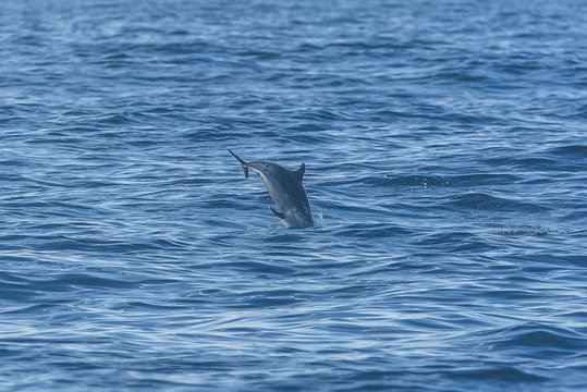 Pan tropical spotted dolphin, dolphin jumping in blue sea

