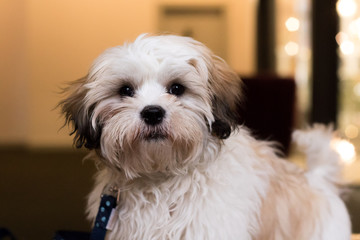 Shih Tzu Puppy Dog Cute