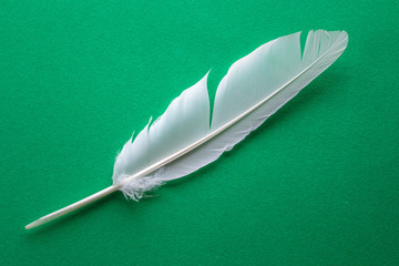 White feather macto texture on freen table