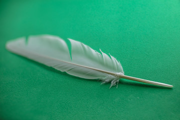 White feather macto texture on green table