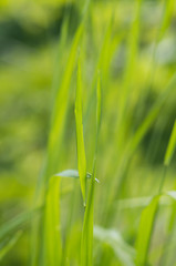 A background with beautiful green grasses. Selective focus.