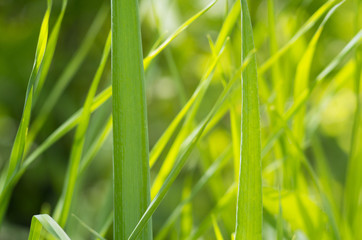 A background with beautiful green grasses. Selective focus.