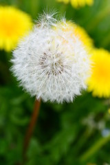 たんぽぽの綿毛が飛んでいく
