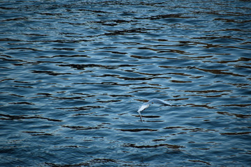 Bird flying across lake 