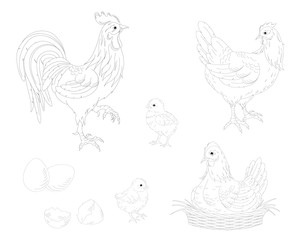 Chicken,rooster,hen,Chicks and eggs.Farm.