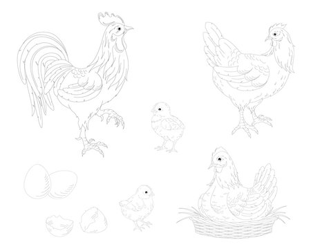 Chicken,rooster,hen,Chicks and eggs.Farm.