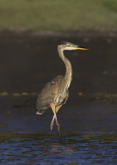 A heron searches along the coast for a late afternoon meal