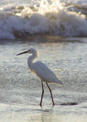 An egret hunts the shoreline looking for an evening meal 