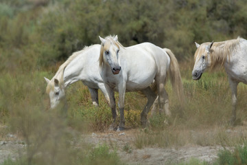Obraz na płótnie Canvas White horse from Camargue national park, France