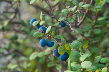 Healthy organic food - wild blueberries. Vaccinium myrtillus growing in forest closeup
