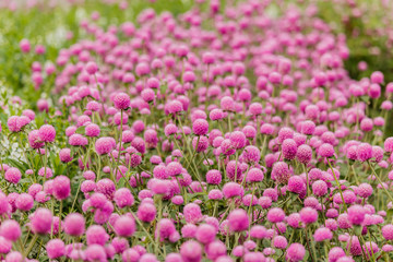 Background of Field of Purple Globe Amaranth Flowers