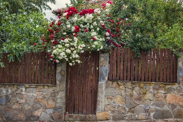 Old wooden door with red blooming roses.