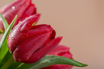 Beautiful fresh red Dutch tulips close up