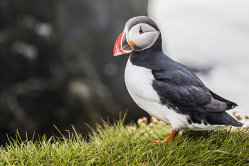Icelandic Puffin